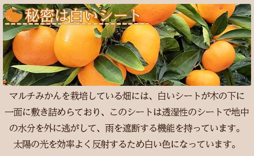 みかん <2027年1月中旬より順次配送＞土佐乃かなや マルチ 献上みかん「倭香(わか)」2.8kg - 柑橘 数量限定 配送時間指定 箱 贈答品 贈答用 プレゼント ギフト お祝い 内祝い be-0105