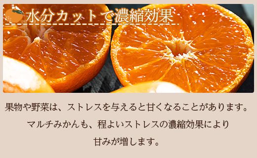 【数量限定】土佐乃かなや マルチ 献上みかん「倭香(わか)」2.8kg - 送料無料 柑橘 のし 熨斗 数量限定 配送時間指定 箱 贈答品 贈答用 プレゼント ギフト お祝い 内祝い 感謝 お礼 御礼 お歳暮 高知県 香南市 常温 be-0018