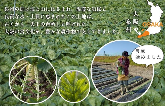 G940 旬の新鮮 野菜セット（7種以上）定期便 全4回 おまかせ ピクルスの素付き ファミリー向け いずみピクルス NSW【毎月配送コース】