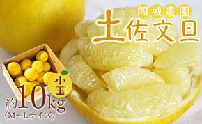 土佐文旦 10kg 高知県 (М～Lサイズ) 果物 フルーツ 柑橘 小玉 高知 先行予約 期間限定 間城農園 文旦 - 高知産 土佐文旦 文旦 ぶんたん ブンタン 果物 ms-0081