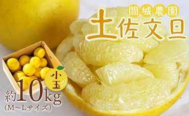 土佐文旦 10kg 高知県 (М～Lサイズ) 果物 フルーツ 柑橘 小玉 高知 先行予約 期間限定 間城農園 文旦 - 高知産 土佐文旦 文旦 ぶんたん ブンタン 果物 ms-0054