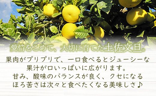 panyutaさま専用文旦 日本ギフト大賞受賞】園主こだわり土佐文旦 家庭用 3kg（5～7玉