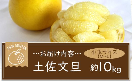 土佐文旦 10kg 高知県 (М～Lサイズ) 果物 フルーツ 柑橘 小玉