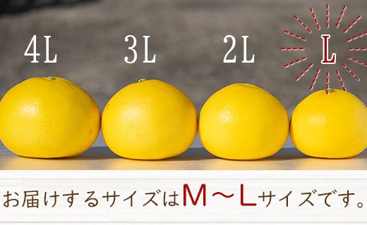 味の濃いサイズ！L.Mサイズ　土佐文旦　10キロ　03 Amazon.co.jp: 文旦 土佐文旦 サイズお任せ (約20〜30玉) 訳あり