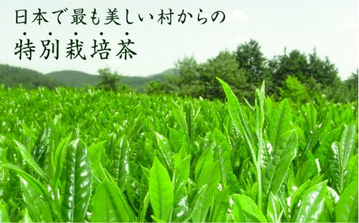 奥八女星野村 深蒸し高級煎茶(深蒸し茶)100g×1袋《築上町》【株式会社ベネフィス】 八女茶[ABDF024]