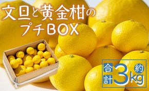 間城農園 ちょこっと食べたい方におすすめ「文旦と黄金柑のプチBOX」合計約3kg - ぶんたん ブンタン 果物 くだもの フルーツ 柑橘 みかん 詰め合わせ セット 高知県 香南市 常温 ms-0089