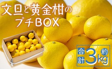 間城農園 ちょこっと食べたい方におすすめ「文旦と黄金柑のプチBOX」合計約3kg - ぶんたん ブンタン 果物 くだもの フルーツ 柑橘 みかん 詰め合わせ セット 高知県 香南市 常温 ms-0041