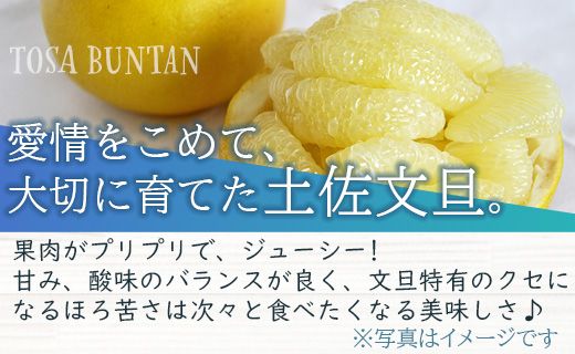間城農園 ちょこっと食べたい方におすすめ「文旦と黄金柑のプチBOX」合計約3kg - ぶんたん ブンタン 果物 くだもの フルーツ 柑橘 みかん 詰め合わせ セット 高知県 香南市 常温 ms-0089