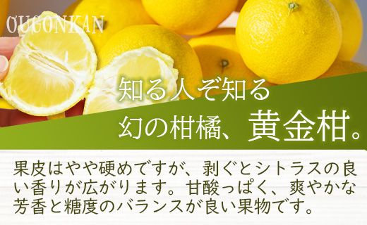 間城農園 ちょこっと食べたい方におすすめ「文旦と黄金柑のプチBOX」合計約3kg - ぶんたん ブンタン 果物 くだもの フルーツ 柑橘 みかん 詰め合わせ セット 高知県 香南市 常温 ms-0041