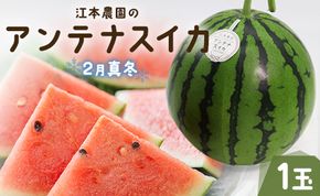 【期間限定】江本農園の2月真冬アンテナスイカ 1玉 - 果物 フルーツ すいか 西瓜 のし 数量限定 おやつ デザート em-0016