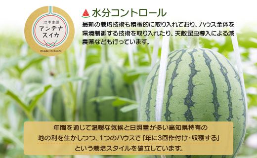 【期間限定】江本農園の11月秋アンテナスイカ2玉 - 数量限定 のし対応可 熨斗 果物 くだもの フルーツ すいか 西瓜 糖 完熟 甘い みずみずしい 瑞々しい ハウス栽培 ジューシー 果汁 果実 贈り物 贈答用 贈答品 プレゼント プチ ギフト お祝い 御祝い 内祝い 御礼 お礼 ご褒美 家庭用 ご自宅用 旬 赤色 果肉 おとりよせ お取り寄せ グルメ 高知県 香南市 常温 em-0018