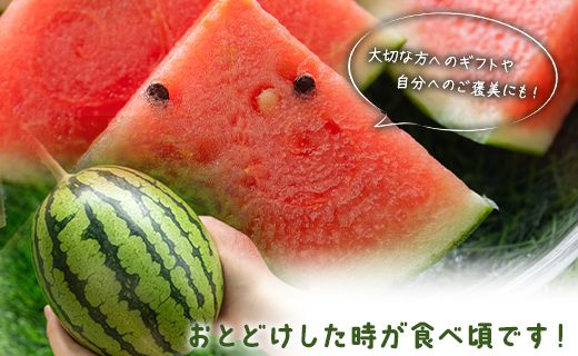 【先行受付】【期間限定】江本農園の11月秋アンテナスイカ2玉 - 数量限定 のし対応可 熨斗 果物 くだもの フルーツ すいか 西瓜 糖 完熟 甘い みずみずしい 瑞々しい ハウス栽培 ジューシー 果