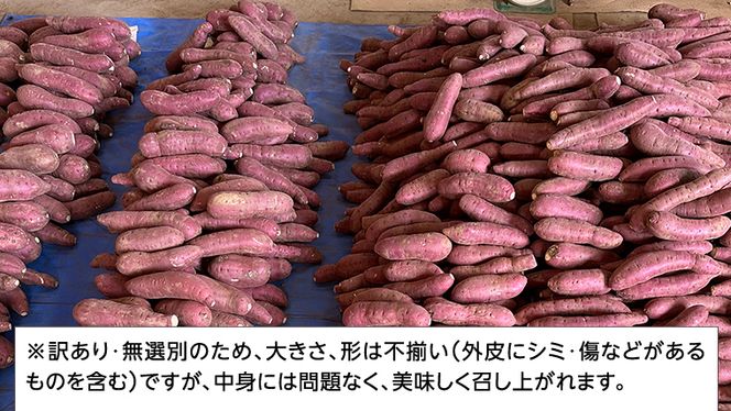 【 先行予約 2024年11月中旬以降発送 】 訳あり 無選別 八千代町産 紅はるか 生芋 土付き 約 5kg さつまいも サツマイモ 芋 いも イモ ワケアリ 訳アリ 八千代町 ふるさと納税 5000円 [AX042ya]