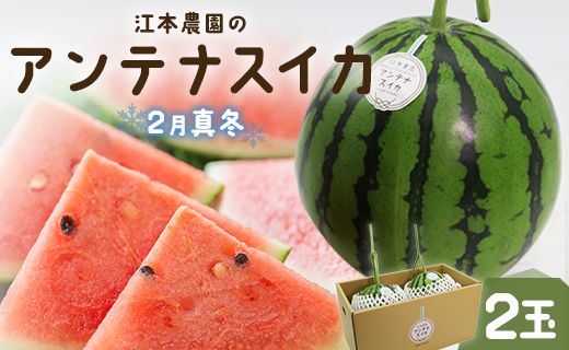【期間限定】江本農園の2月真冬アンテナスイカ2玉 - フルーツ 果物 くだもの すいか 西瓜 数量限定 季節限定 おやつ em-0021