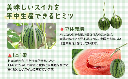 【期間限定】江本農園の2月真冬アンテナスイカ2玉 - フルーツ 果物 くだもの すいか 西瓜 数量限定 季節限定 おやつ em-0021