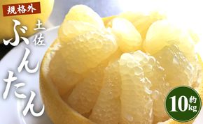 文旦 高知 10kg 高知県 家庭用 10kg家庭用 2L～4Lサイズ (規格外) 高知 先行予約 期間限定 間城農園 文旦 家庭用 訳あり 土佐文旦 高知 大玉 小玉 混合 柑橘系 果物 文旦 ぶんたん ブンタン フルーツ 柑橘類 香南市産 高知県 数量限定 期間限定 季節限定 旬 常温 10000円以上 1万円以上 10kg 家庭用 土佐文旦 文旦 訳アリ 高級 高級フルーツ 分担 文たん ぶん旦 ms-0096
