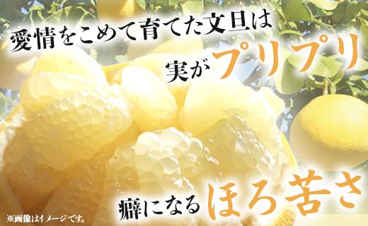 文旦 高知 10kg 高知県 家庭用 10kg家庭用 2L～4Lサイズ (規格外) 高知 先行予約 期間限定 間城農園 文旦 - ぶんたん フルーツ 果物 柑橘 訳あり ms-0051