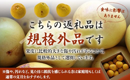 文旦 高知 10kg 高知県 家庭用 10kg家庭用 2L～4Lサイズ (規格外) 高知 先行予約 期間限定 間城農園 文旦 - ぶんたん フルーツ 果物 柑橘 訳あり ms-0051