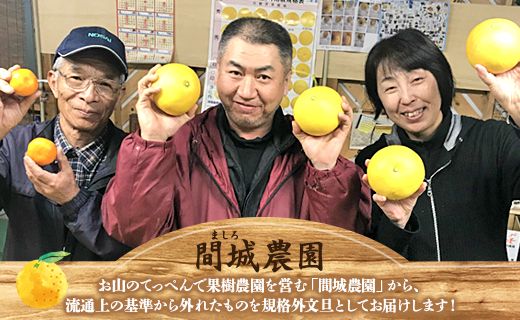 文旦 高知 10kg 高知県 家庭用 10kg家庭用 2L～4Lサイズ (規格外) 高知 先行予約 期間限定 間城農園 文旦 - ぶんたん フルーツ 果物 柑橘 訳あり ms-0051