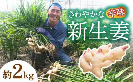 y茧쓇szy2026N8`z VI 2kg / VEK 傤 I / 쓇s / ӂ͂t@[ [SBS016]