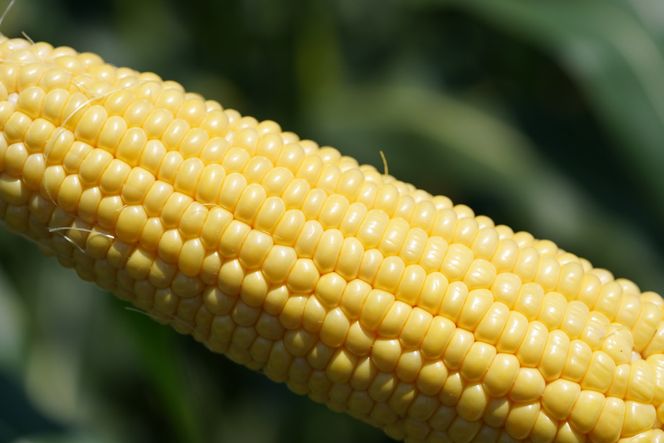 ＜2026年先行予約＞【富士山の麓で育つ】河口湖ブランドとうもろこしInakakara「恵味ゴールド」20本入 FBA003