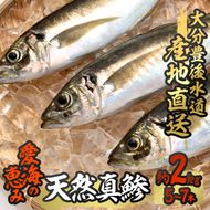 天然 真鯵 (約2kg・計5-7本) 直送 産直 漁師 魚 鮮魚 天然 アジ 鯵 青魚 獲れたて 刺身 煮つけ 塩焼き 冷蔵 豊後水道 鮮魚 大分県 佐伯市【CS04】【 (有)丸昌水産】