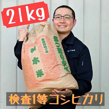 栃木県産 コシヒカリ 白米21kg【検査1等米】