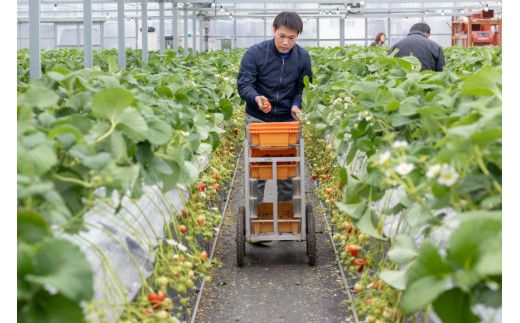 【期間限定発送】CG068 長崎県知事賞受賞【 大玉 いちご 】「 恋みのり (3L～5L)」265g×4パック ＜12月までにお届け＞