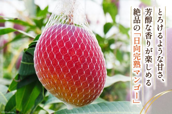 摘果マンゴー 20kg 摘果マンゴー20kg ①