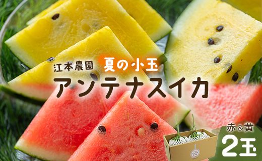 [期間限定]スイカ 小玉 約4kg 糖度13〜14前後 2玉 西瓜 江本農園 夏の小玉アンテナスイカ 赤&黄セット - ギフト 減農薬 高糖度 立体栽培 すいか 西瓜 フルーツ 果物 くだもの デザー