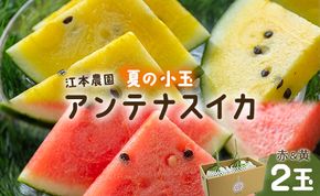 【期間限定】スイカ 小玉 約4kg 糖度13～14前後 2玉 西瓜 江本農園 夏の小玉アンテナスイカ 赤＆黄セット - ギフト 減農薬 高糖度 立体栽培 すいか 西瓜 フルーツ 果物 くだもの デザー