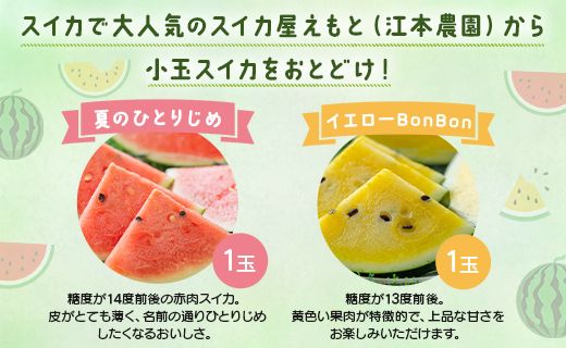 【期間限定】スイカ 小玉 約4kg 糖度13～14前後 2玉 西瓜 江本農園 夏の小玉アンテナスイカ 赤＆黄セット - ギフト 減農薬 高糖度 立体栽培 すいか 西瓜 フルーツ 果物 くだもの em-0032