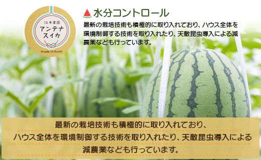 【先行予約】スイカ 小玉 約2kg 糖度14度前後 1玉 西瓜 江本農園 夏の小玉アンテナスイカ - すいか 期間限定 ギフト 減農薬 高糖度 立体栽培 すいか 西瓜 果物 くだもの フルーツ デザー