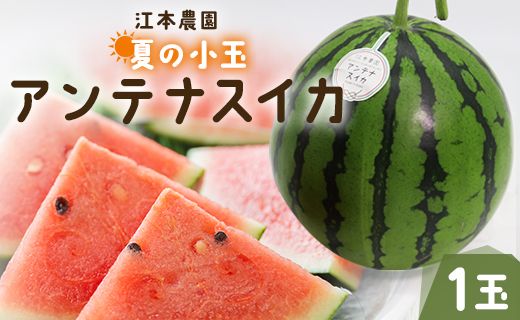 【先行予約】スイカ 小玉 約2kg 糖度14度前後 1玉 西瓜 江本農園 夏の小玉アンテナスイカ - すいか 期間限定 ギフト 減農薬 高糖度 立体栽培 すいか 西瓜 果物 くだもの フルーツ デザー