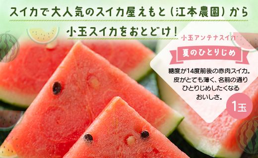 【先行予約】スイカ 小玉 約2kg 糖度14度前後 1玉 西瓜 江本農園 夏の小玉アンテナスイカ - すいか 期間限定 ギフト 減農薬 高糖度 立体栽培 すいか 西瓜 果物 くだもの フルーツ デザー