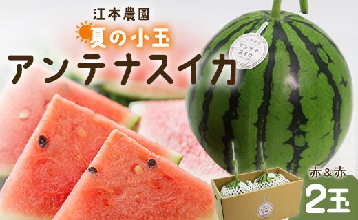 [期間限定][先行予約]スイカ 小玉 約4kg 糖度14度前後 2玉 西瓜 江本農園 夏の小玉アンテナスイカ 赤 em-0031