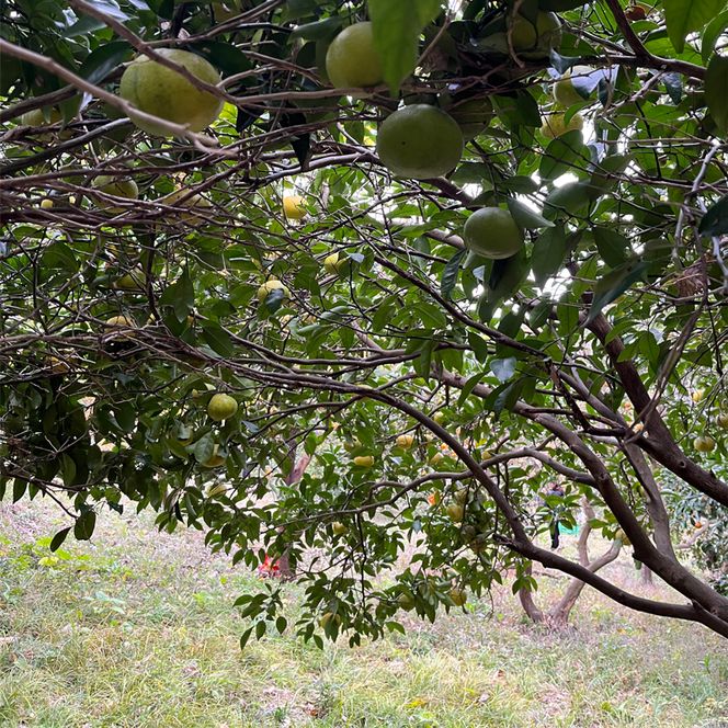 159-2036-02　大磯産オリジナルスパイス６種セット（それぞれ１５g）【 スパイス 調味料 神奈川県 大磯町 お土産 父の日 贈答品 母の日 ギフト お歳暮 食品 】