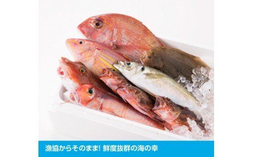 『日向灘海の幸』通浜鮮魚セット　魚  [H1702]