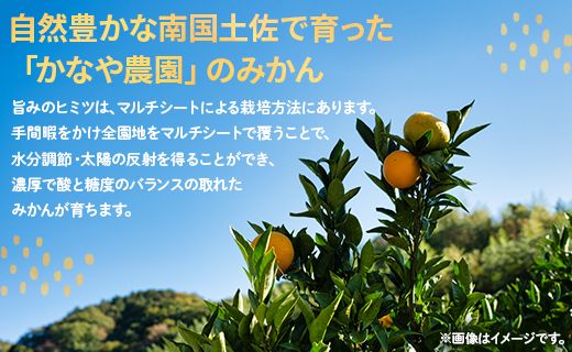 【数量限定】土佐乃かなや マルチ 山北みかん 約5kg - 送料無料 フルーツ 果物 温州みかん ミカン 柑橘 かなや農園 5キロ 柑橘類 柑橘 おすそわけ ジャム ジュース フレッシュ 濃厚 のうこう 高知県 香南市 常温 be-0017