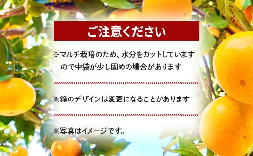 【数量限定】土佐乃かなや マルチ 山北みかん 約3kg - 送料無料 フルーツ 果物 くだもの 温州みかん ミカン 柑橘 甘い おいしい 旬 季節限定 かなや農園 合同会社Benifare 国産 特産品 高知県 香南市 be-0016