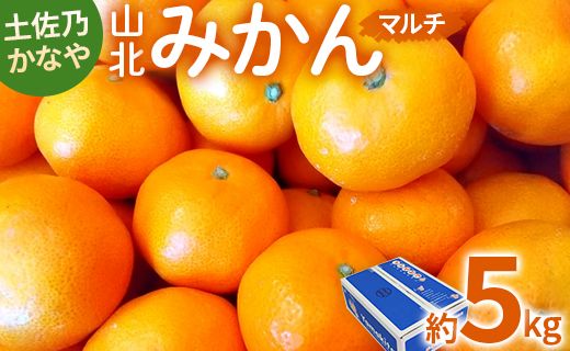 [数量限定]土佐乃かなや マルチ 山北みかん 約5kg - 送料無料 フルーツ 果物 温州みかん ミカン 柑橘 かなや農園 5キロ 柑橘類 柑橘 おすそわけ ジャム ジュース フレッシュ 濃厚 のうこう 高知県 香南市 常温 be-0017