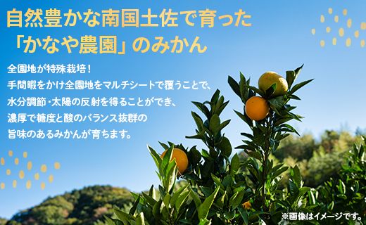 家庭用 訳あり 極早生みかん 約5kg - 送料無料 訳アリ フルーツ 果物 くだもの 果実 甘い 酸味 旬 ジュース ママレード マーマレード おいしい 美味しい かなや農園 合同会社Benifare 国産 特産品 高知県 香南市 常温 be-0024