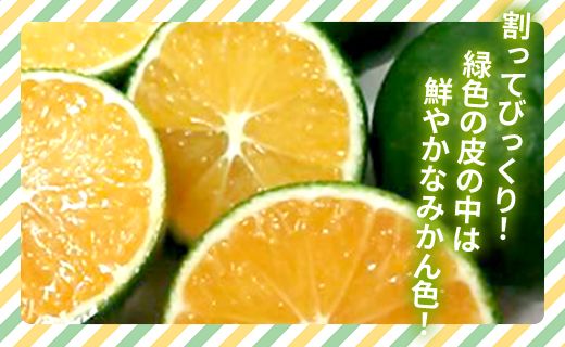 みかん 【2026年9月中旬より順次配送】土佐乃かなや マルチ グリーンみかん 約5kg - ミカン 蜜柑 柑橘 果実 果物 フルーツ 送料無料 のし 熨斗 酸味 甘い ジューシー みずみずしい 果汁 爽やか be-0107
