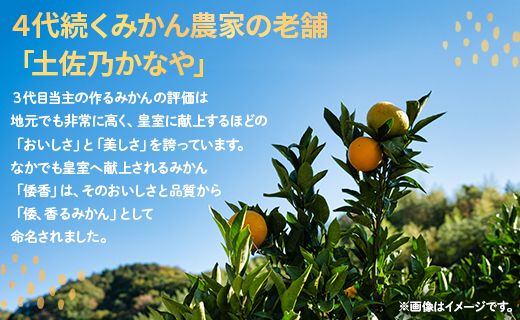 【数量限定】土佐乃かなや 倭香 皇室献上桐箱入り こだわりの極上みかん 大玉8玉入 贈答用 - ミカン 柑橘 果物 フルーツ 送料無料 ギフト かなや農園 合同会社Benifare 高知県 香南市 常温 be-0021