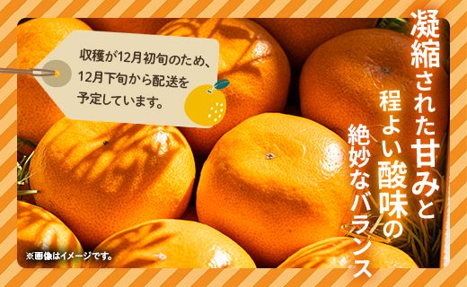 【数量限定】土佐乃かなや 倭香 皇室献上桐箱入り こだわりの極上みかん 大玉8玉入 贈答用 - ミカン 柑橘 果物 フルーツ 送料無料 ギフト かなや農園 合同会社Benifare 高知県 香南市 常温 be-0021