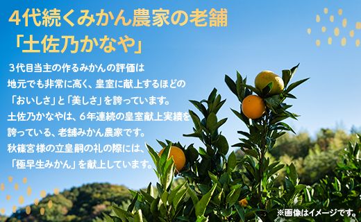 みかん 早生 8玉 桐箱入り 土佐乃かなや 早生みかん(立皇嗣の礼の刻印入桐箱使用) 贈答用 おくりものに最適 数量限定 11月配送開始 be-0022