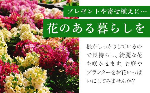季節のおまかせ花苗セット【15ポット以上】  ANAR011