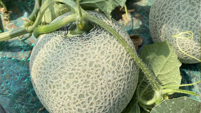 筑波レッドメロン 1箱 3玉 ～ 4玉 入り（ 約 5kg ～ 6kg ）【2026年6月上旬以降発送】 赤肉　数量限定 メロン レッド  赤肉 甘い 期間限定 産地直送 果物 フルーツ [BU002ya]