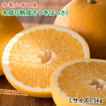 こだわりの和歌山有田産木成り熟成さつき八朔7.5Kg（Lサイズ） ※2024年4月上旬～4月中旬頃に順次発送予定