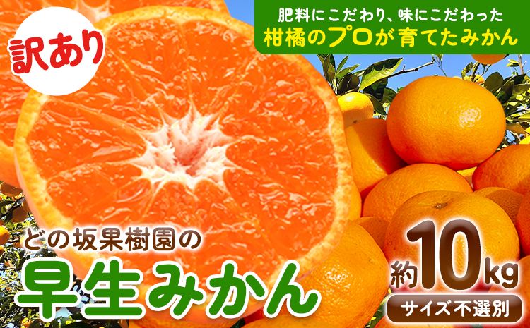 みかん 訳あり 早生 みかん 10kg ( サイズ おまかせ ) どの坂果樹園[12月上旬-1月末頃出荷]和歌山県 日高川町 産地直送 家庭用 規格外 不揃い わけあり みかん 期間限定 旬 2024 フルーツ 果物 柑橘 サイズ 不選別 10キロ 送料無料 訳ありみかん わけありみかん---wshg_wdonowmk_af121_24_11000_10kg---